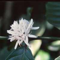 Coffea arabica L.